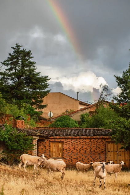 Un ramat d'ovelles a Ayllón, a Segòvia. ÁLVARO MINGUITO