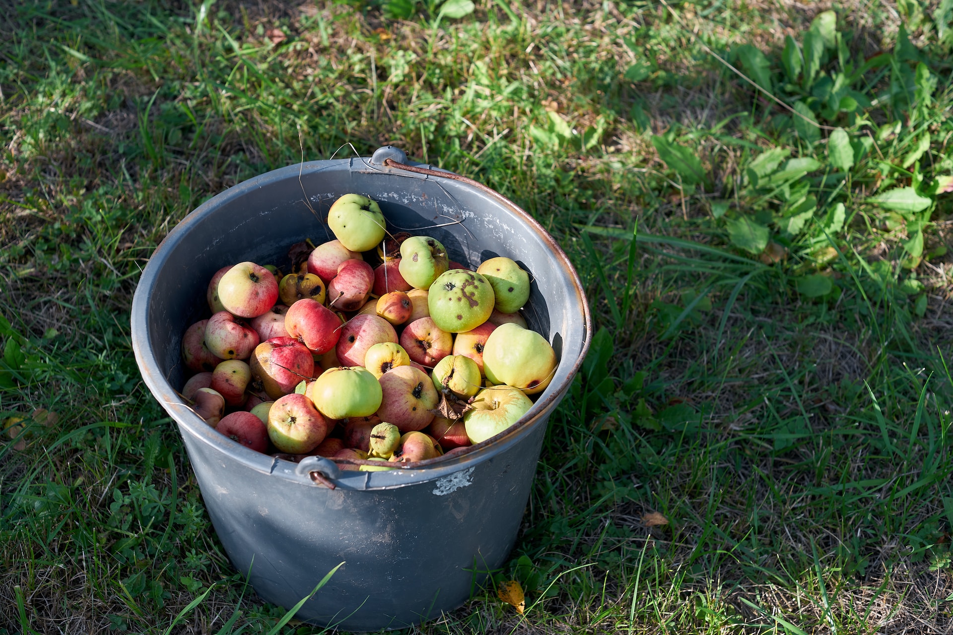 cabàs ple de pomes en un camp