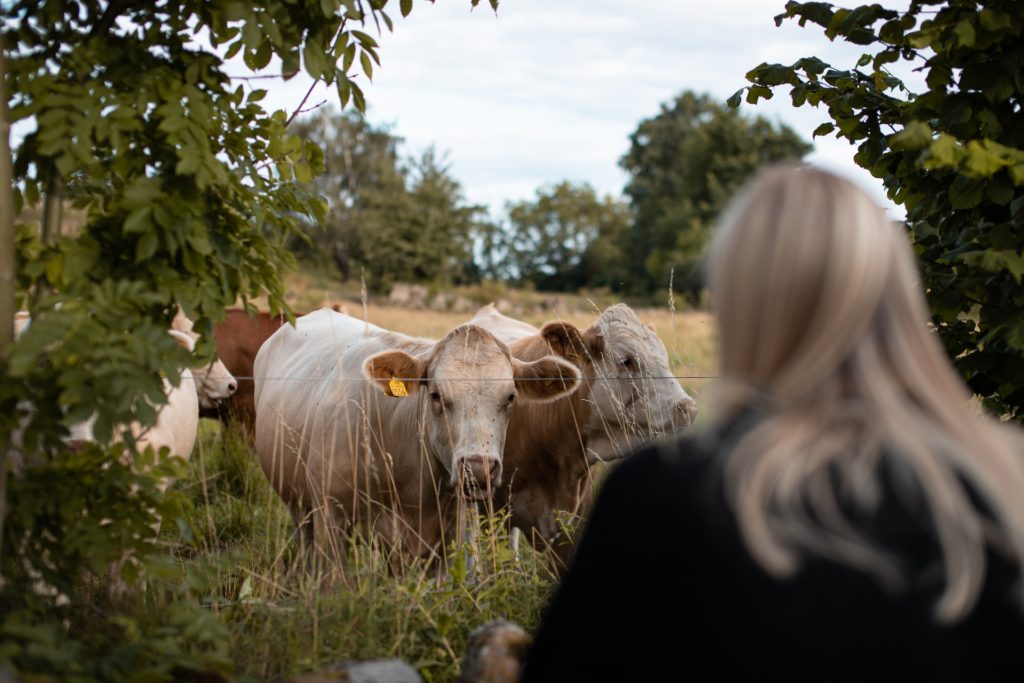 Una dona davant de dues vaques al camp