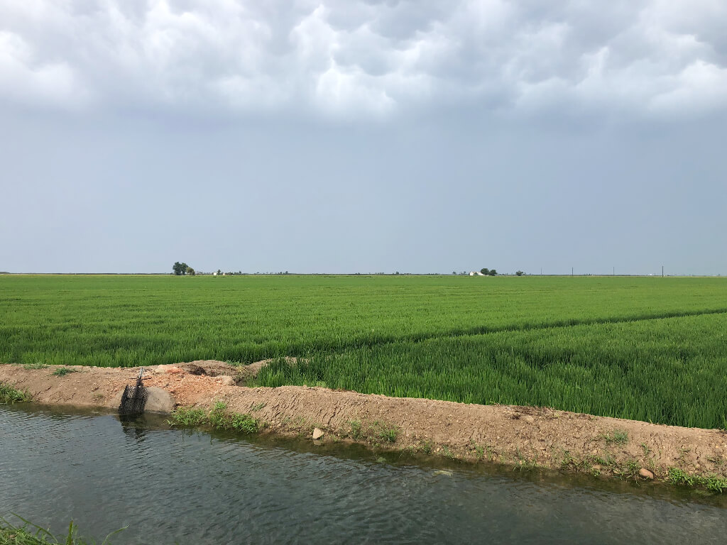 arrossars del delta de l'ebre